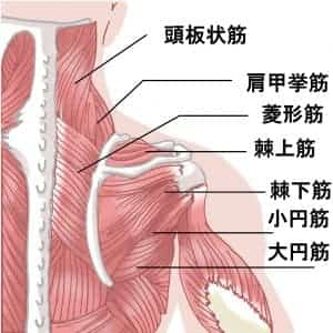 肩回りの筋肉