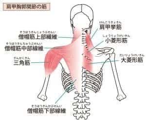 首と肩回りの筋肉