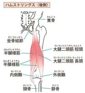 ハムストリングの筋肉