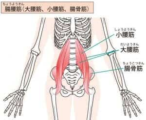 大腰筋のイラスト